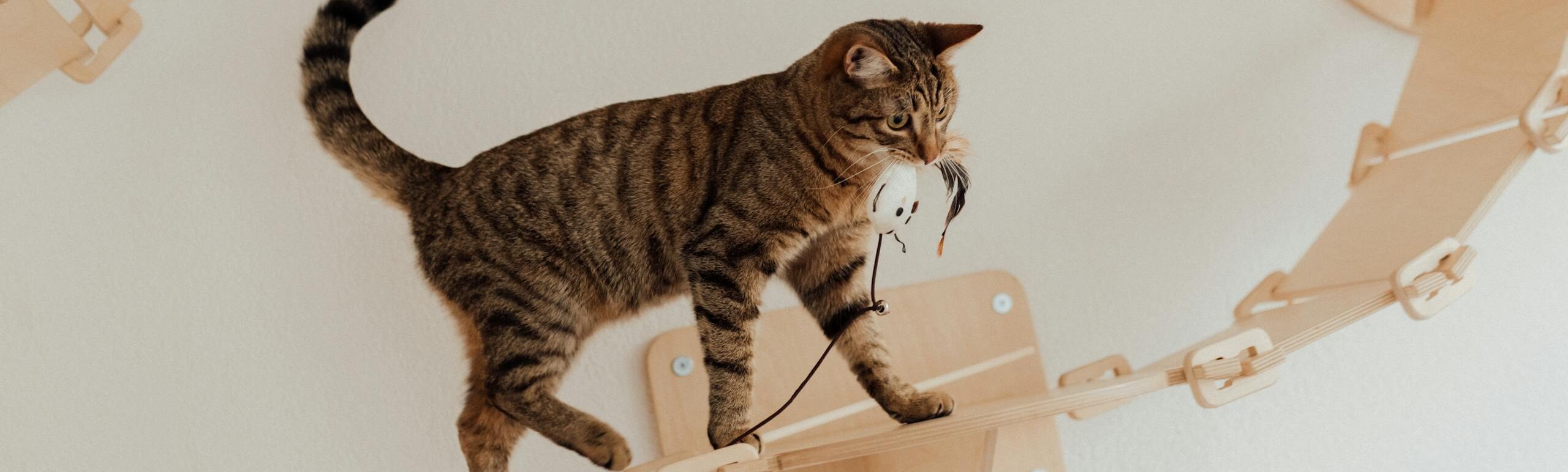 A tabby cat playing with a toy mouse on an indoor wooden cat bridge, showing curiosity and agility.